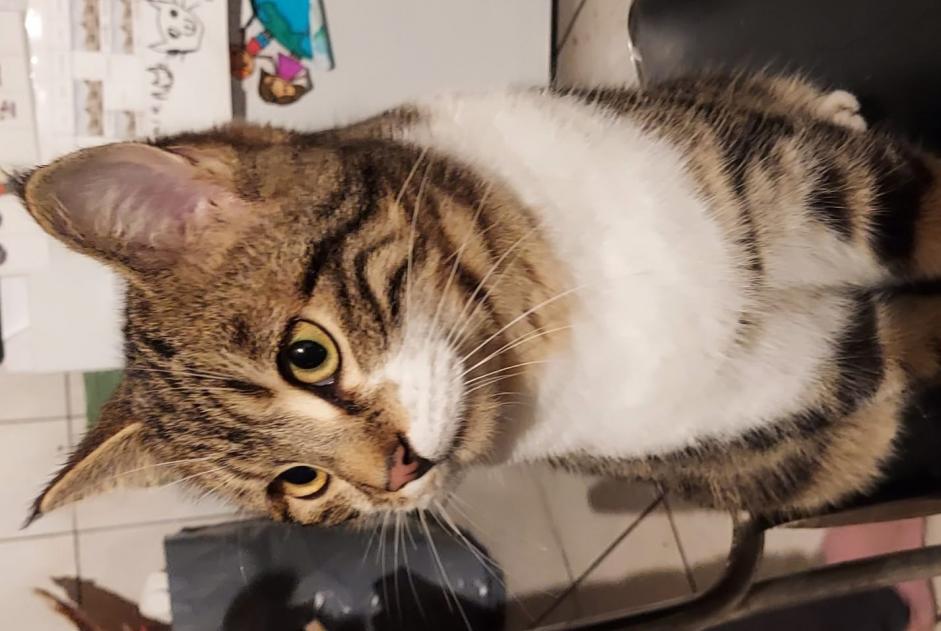 Alerta de Desaparición Gato Macho , 1 años Torny Suiza