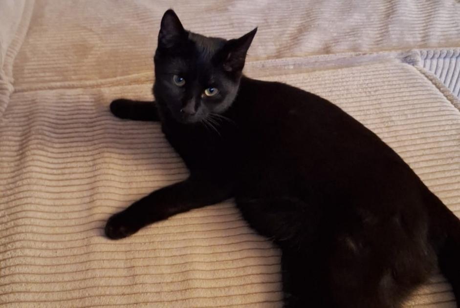 Alerta de Desaparición Gato Hembra , 1 años Belmont-sur-Lausanne Suiza