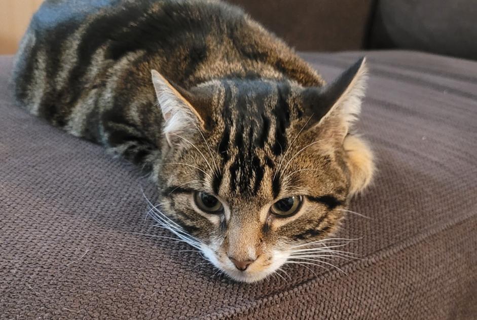 Alerta de Desaparición Gato Macho , 1 años Saint-Pierre-des-Corps Francia