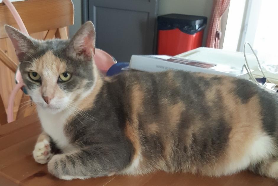 Alerta de Desaparición Gato Hembra , 7 años Tercis-les-Bains Francia