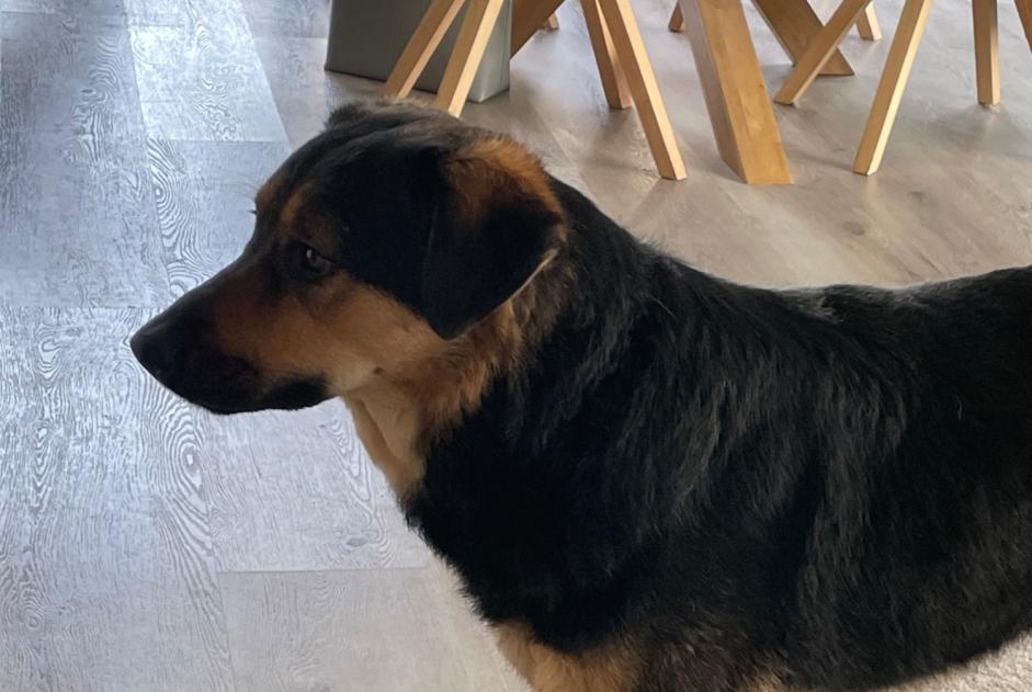 Alerta de Desaparición Perro cruce Hembra , 4 años Châtel-Saint-Denis Suiza