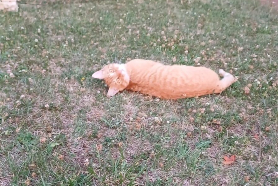 Alerta de Desaparición Gato  Macho , 2 años Saint-Aubin-de-Nabirat Francia