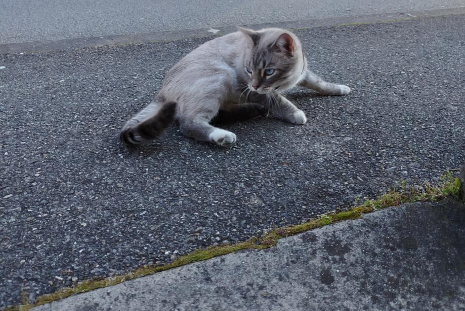 Alerta de Hallazgo Gato Desconocido Annecy Francia