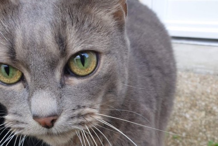 Alerta de Desaparición Gato  Hembra , 11 años La Chapelle-Saint-Mesmin Francia