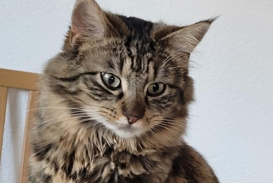 Alerta de Desaparición Gato cruce Hembra , 4 años Corcelles-près-Payerne Suiza