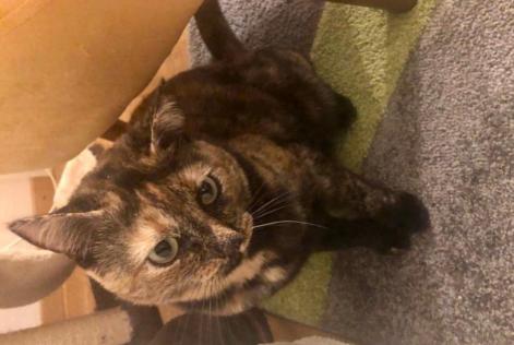 Alerta de Desaparición Gato  Hembra , 3 años Neuchâtel Suiza