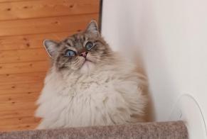 Alerta de Desaparición Gato  Hembra , 2 años Ecublens Suiza