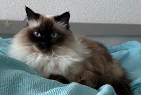 Alerta de Desaparición Gato  Hembra , 4 años Montreux Suiza