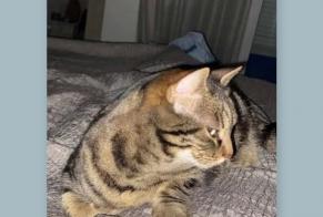 Alerta de Desaparición Gato cruce Hembra , 12 años Nyon Suiza