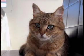 Alerta de Desaparición Gato Hembra , 2 años Grandcour Suiza