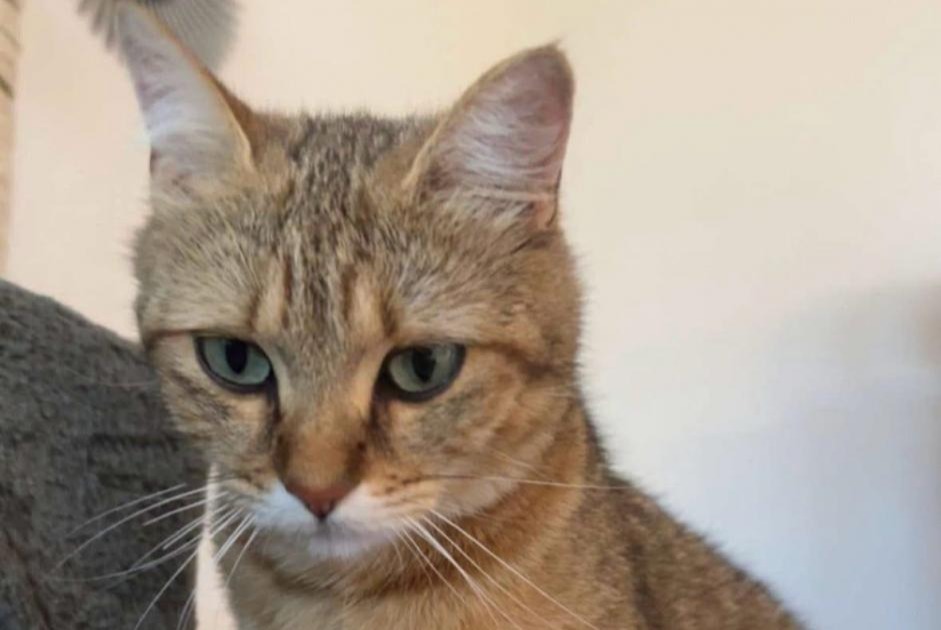 Alerta de Desaparición Gato Hembra , 2 años Grandcour Suiza