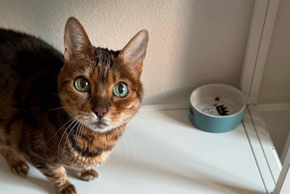Alerta de Desaparición Gato  Hembra , 15 años Nyon Suiza
