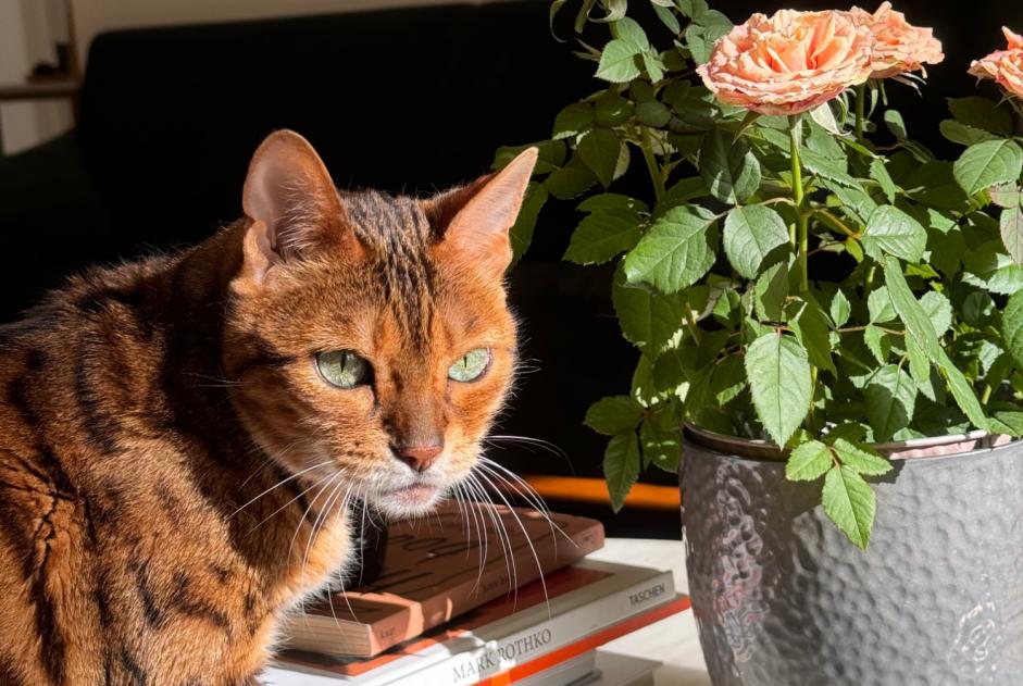 Alerta de Desaparición Gato  Hembra , 15 años Nyon Suiza