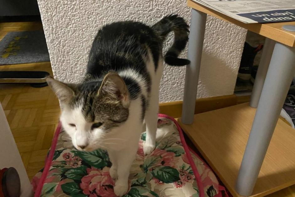 Alerta de Desaparición Gato Hembra , 1 años Courtelary Suiza