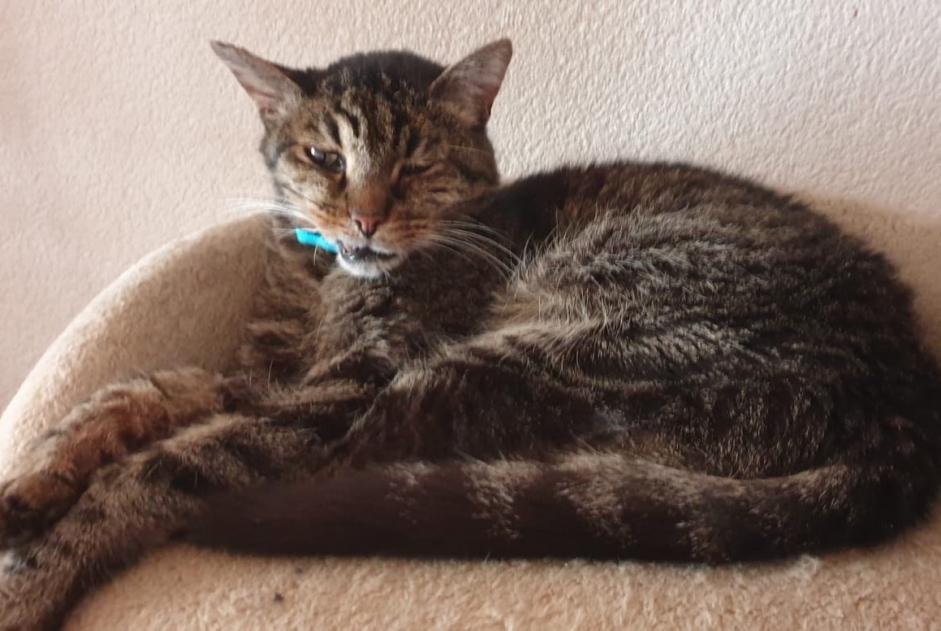 Alerta de Desaparición Gato  Macho , 14 años Bramois Suiza