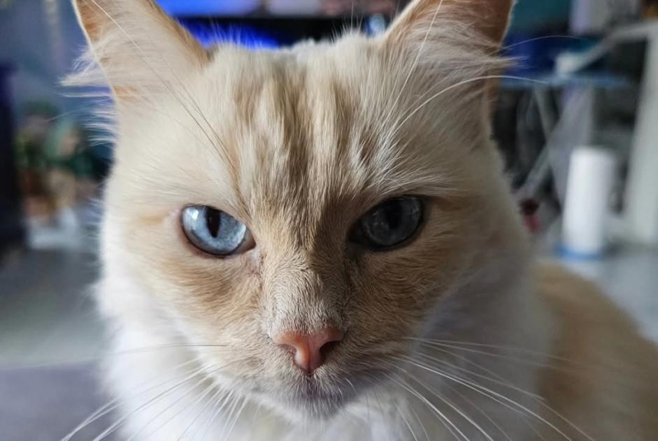 Alerta de Desaparición Gato cruce Macho , 8 años Cortaillod Suiza