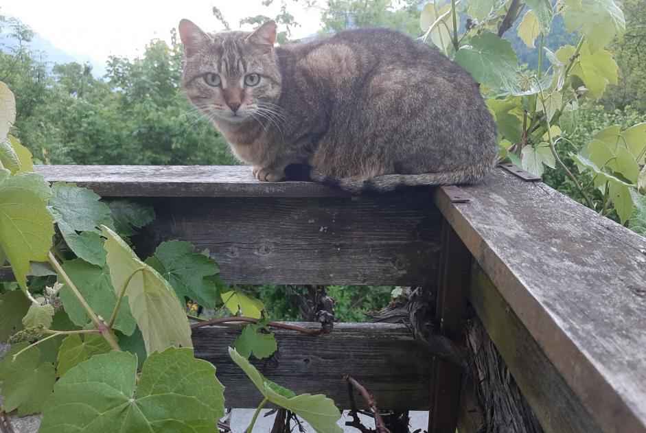 Alerta de Hallazgo Gato Hembra Martigny-Combe Suiza
