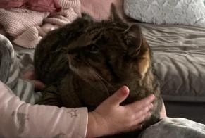 Alerta de Desaparición Gato  Hembra , 3 años Valbirse Suiza