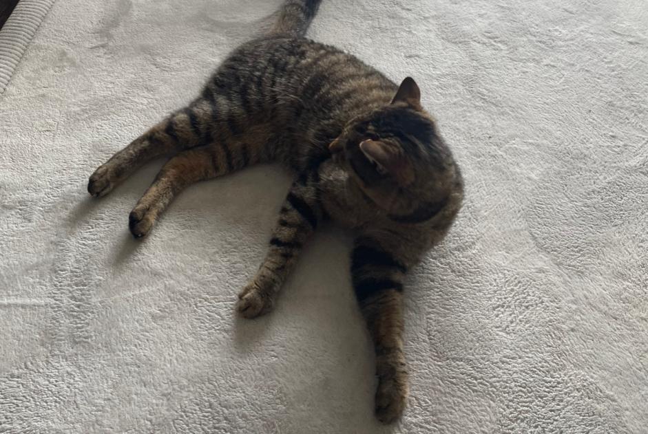 Alerta de Desaparición Gato  Hembra , 3 años Valbirse Suiza
