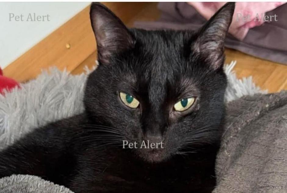 Alerta de Desaparición Gato Hembra , 10 años Wünnewil-Flamatt Suiza