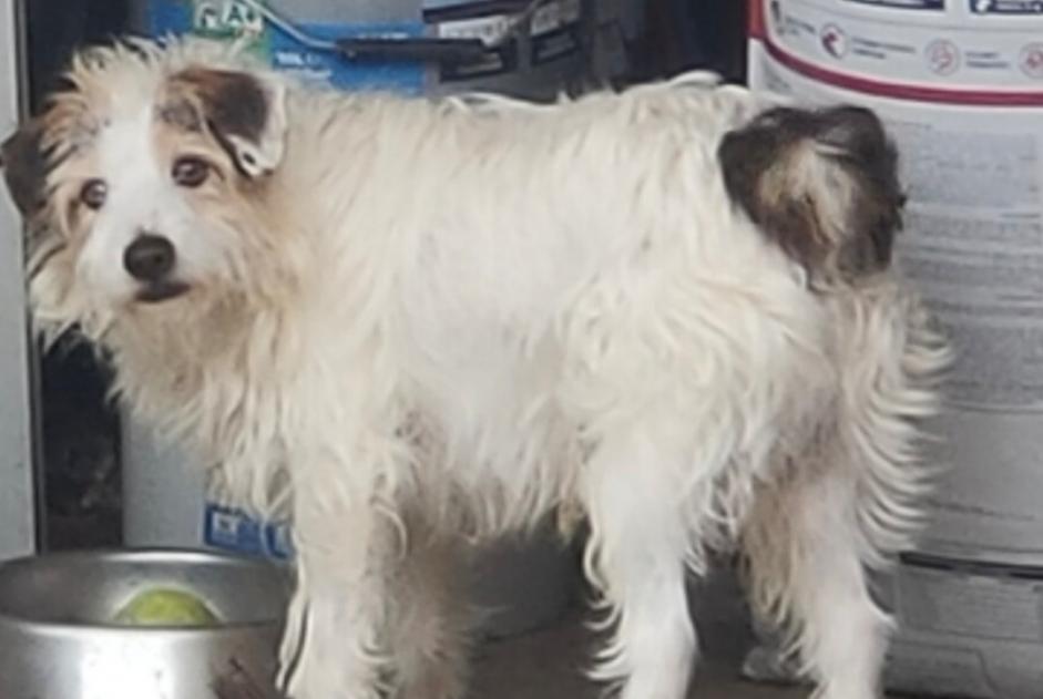 Alerta de Desaparición Perro  Macho , 11 años Lorca España
