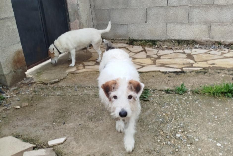 Alerta de Desaparición Perro  Macho , 11 años Lorca España