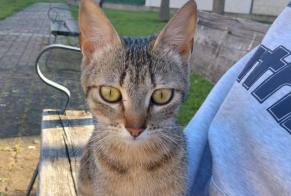 Alerta de Hallazgo Gato Hembra León España