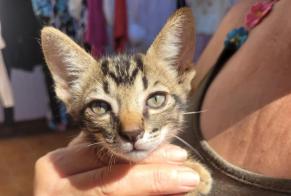 Alerta de Hallazgo Gato Macho , Entre 1 y 3 meses San José de la Rinconada España