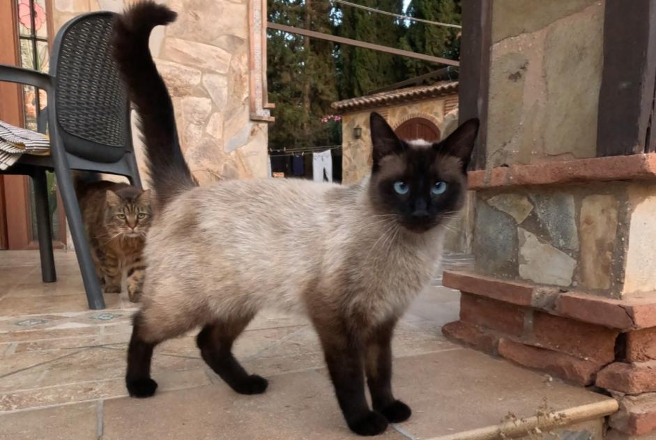 Gato Desaparecido en Álora (Málaga, España)  - alerta desaparición Pet Alert n° 370632