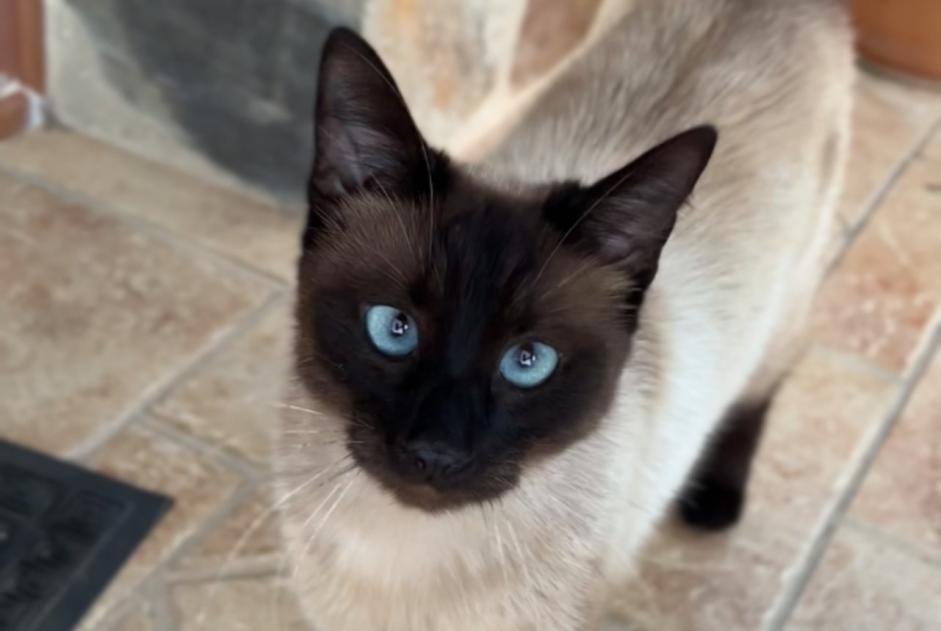 Gato Desaparecido en Álora (Málaga, España)  - alerta desaparición Pet Alert n° 370632