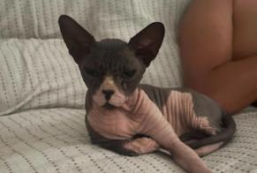 Alerta de Desaparición Gato  Macho , 3 años Colmenar España