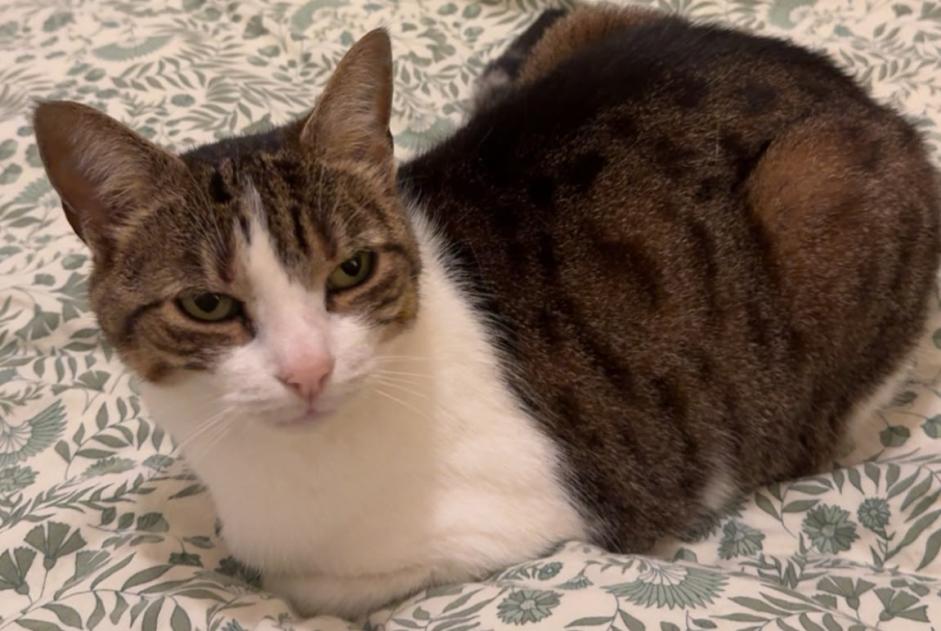 Gato Desaparecido en Villanueva de la Cañada (Madrid, España)  - alerta desaparición Pet Alert n° 375840