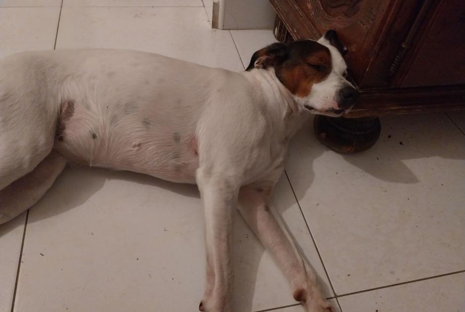 Perro Desaparecido en La Jonquera (Girona, España)  - alerta desaparición Pet Alert n° 376346