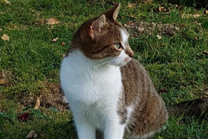 Alerte Disparition Chat Femelle , 12 ans Saint-Genis-Laval France