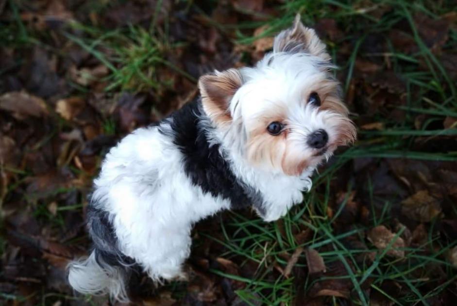 Alerte Disparition Chien  Femelle , 11 ans Valleiry France