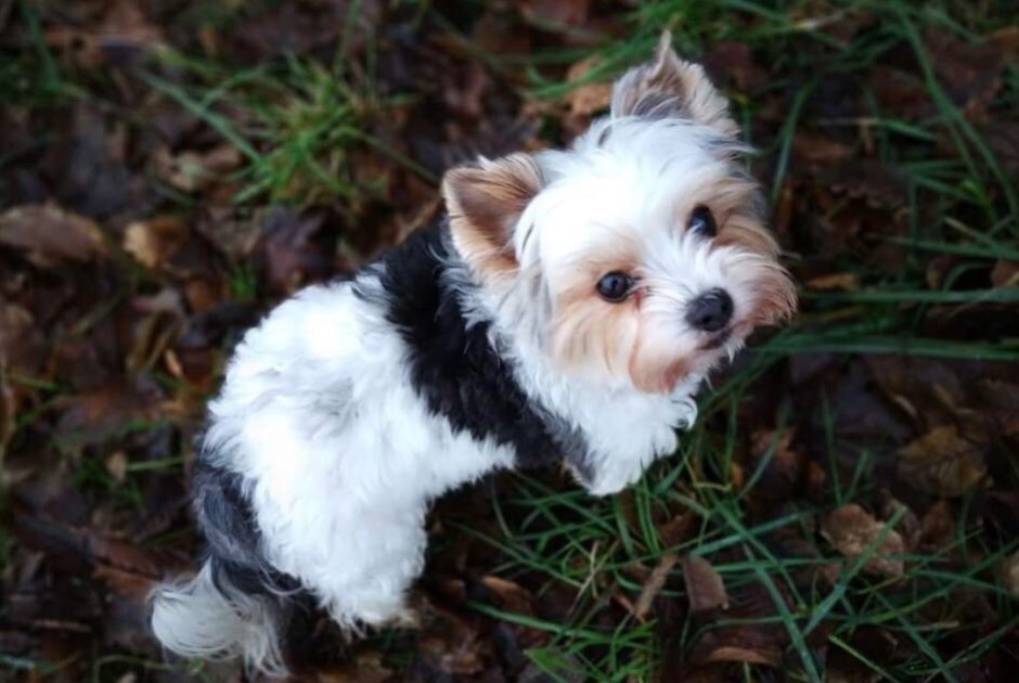 Alerte Disparition Chien  Femelle , 11 ans Valleiry France