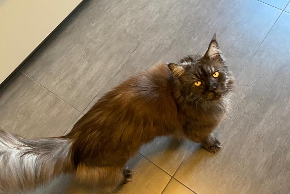 Alerte Disparition Chat  Femelle , 16 ans Genève Suisse