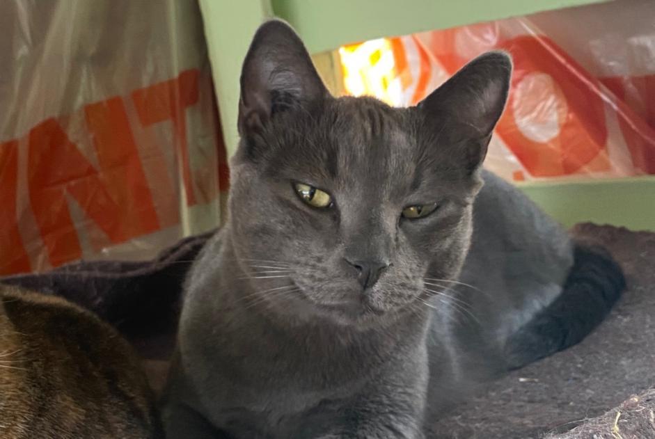 Alerte Disparition Chat  Mâle , 5 ans Beaumont Saint-Cyr France