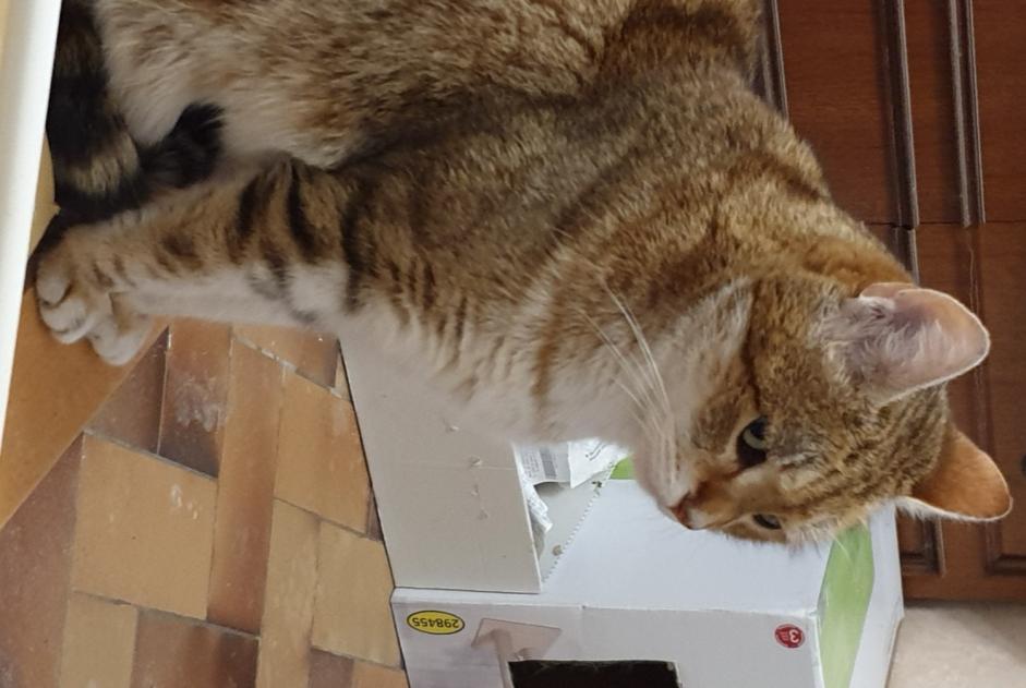 Alerte Disparition Chat Mâle , 8 ans Esvres-sur-Indre France