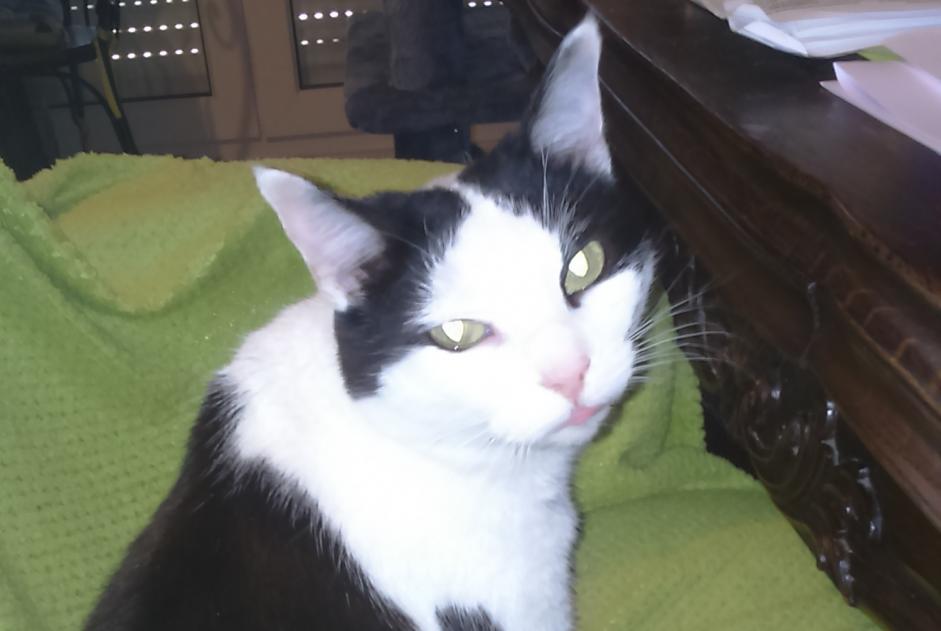 Alerte Disparition Chat  Femelle , 12 ans Montaut-les-Créneaux France