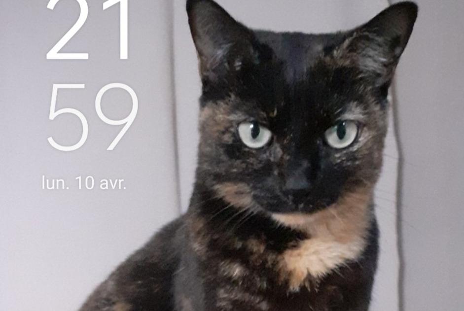 Alerte Disparition Chat  Femelle , 10 ans Perpignan France