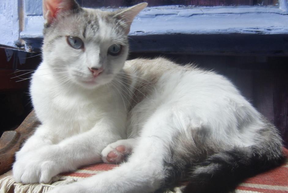 Alerte Disparition Chat croisement Femelle , 4 ans Villefranche-de-Rouergue France