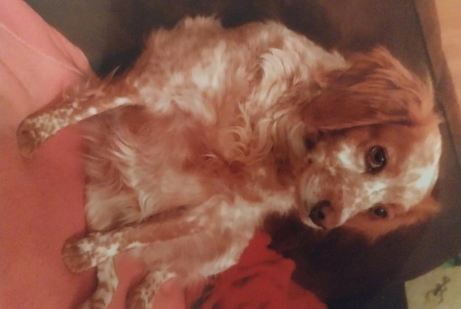 Alerte Disparition Chien  Femelle , 11 ans Montdragon France