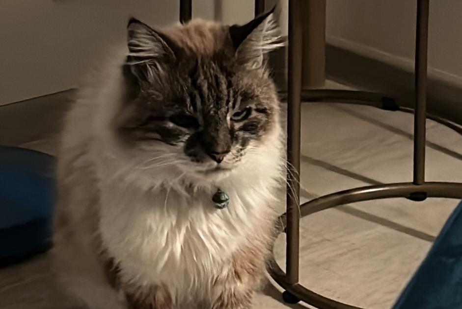 Alerte Disparition Chat  Mâle , 9 ans Marmande France