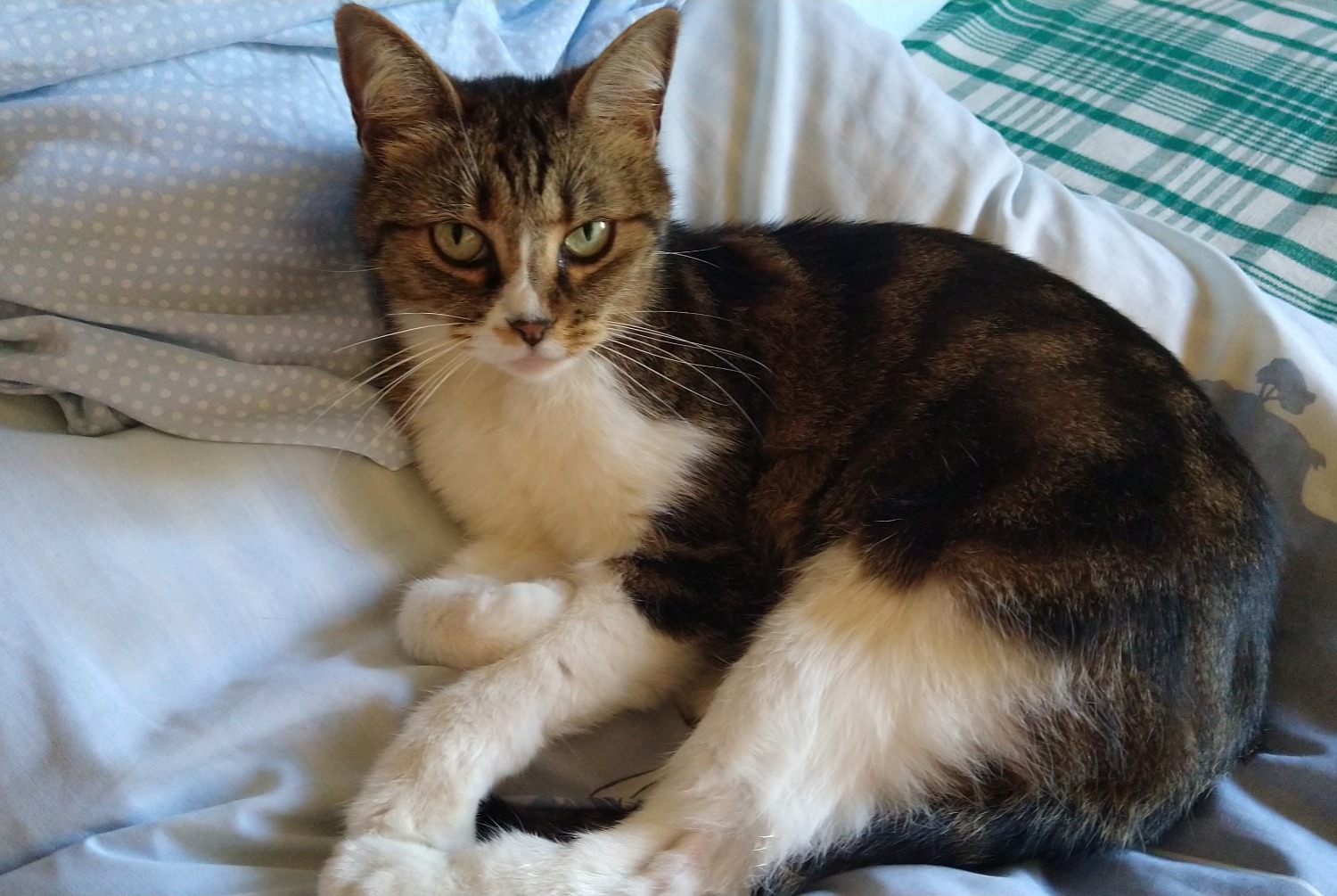 Alerte Disparition Chat croisement Femelle , 13 ans Châtel-Guyon France