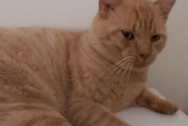 Alerte Disparition Chat  Mâle , 11 ans Mimet France