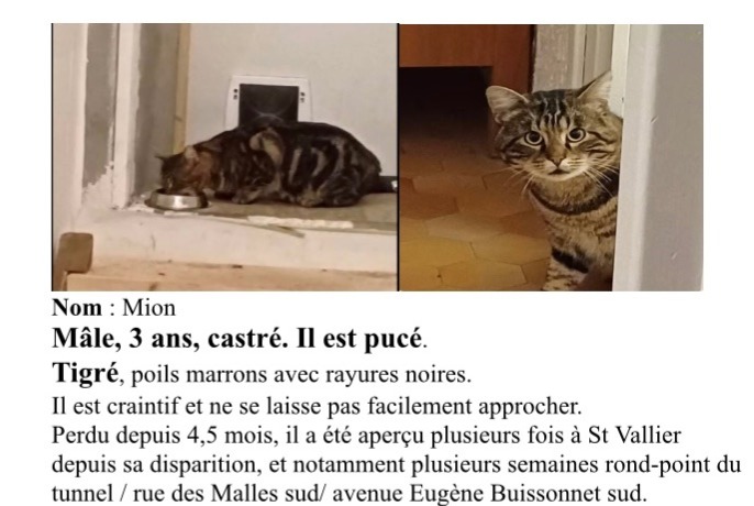 Alerte Disparition Chat Mâle , 3 ans Valence France