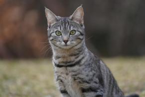 Alerte Disparition Chat croisement Femelle , 2 ans Gryon Suisse