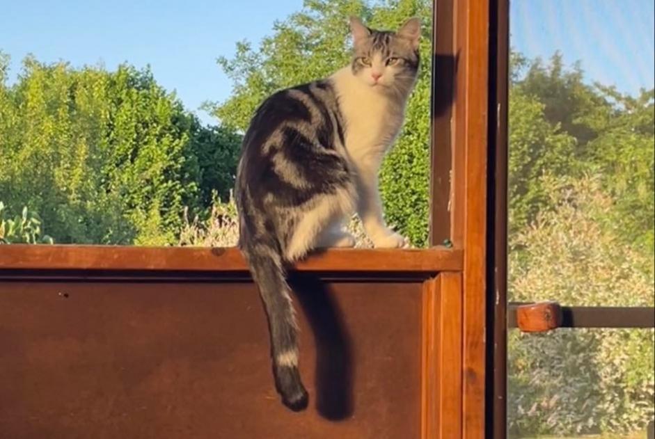 Alerte Disparition Chat Mâle , 2 ans Andenne Belgique