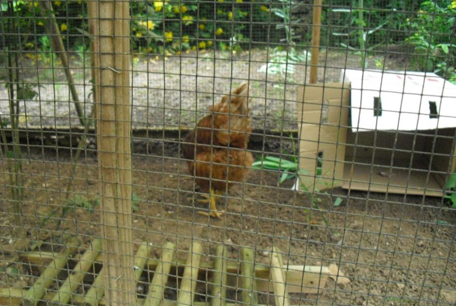 Alerte Découverte Oiseau Femelle Fourbanne France
